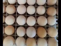 Australorp — photo 5
