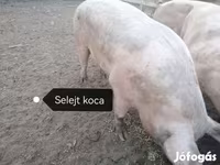 Locha, Пьетрен — zdjęcie 7