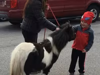 Horse (M), Miniature horse — photo 7