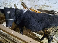 Buğa, Simmental cattle — foto 2