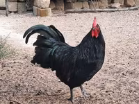 Australorp — foto 2