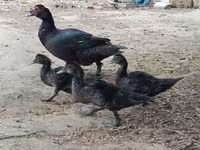 Ducks — foto 2