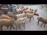 Sheep, Sheep — photo 1