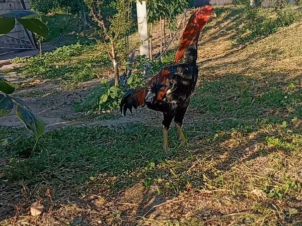 Chickens — Azerbaijan