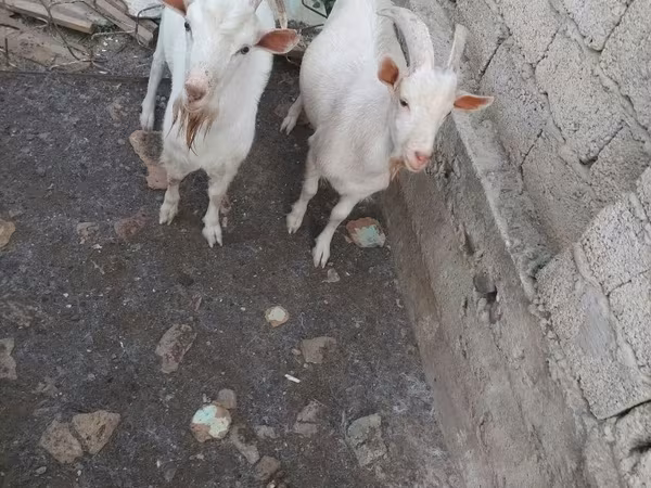 Keçi, Keçilər