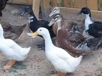 Ducks — photo 6