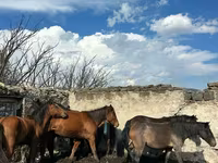 Mare, Horses — photo 3
