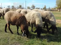 母羊, Tsigai sheep — 照片 1