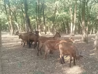 Bode, Cabras — foto 4