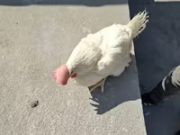 Chickens — الصورة 4