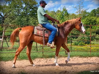 Caballo, American paint horse — foto 5