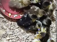 Ducks — photo 1