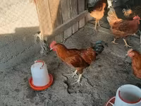 Chickens — foto 2