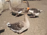 Geese — photo 1