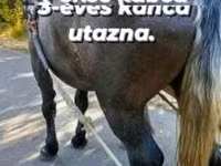 Mare, Horses — photo 3
