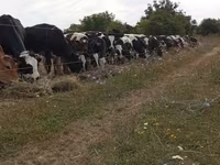 Buğa, Mal-qara — foto 1