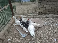 Ducks — photo 5
