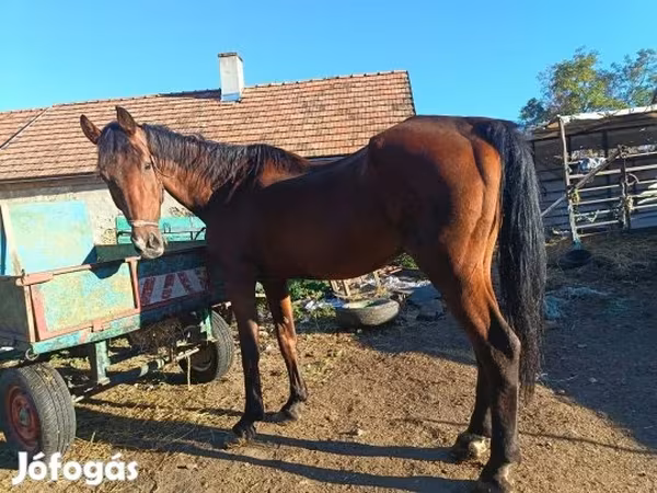 Cavalo, Cavalos