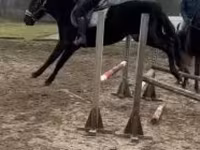 Koń, Hungarian horse breed — zdjęcie 2