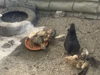 Chickens — photo 6