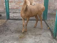 Ovce, Arashan sheep — foto 3