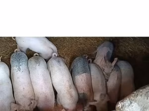 Prasnice, Крупная белая