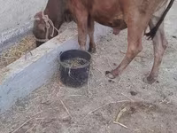 牛只（批次，未指定性别）, Cattle — 照片 6