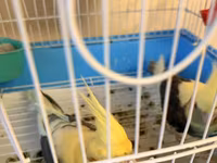 Nymph (cockatiel) cütlüyü və qəfəs komplekti - Növ: Nymph paraket — 照片 3