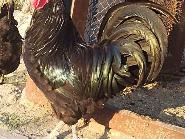 Chickens — Azərbaycan