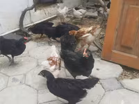 Chickens — photo 2