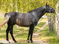 Cavalo, Andalusian horse — foto 1