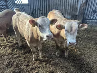 牛只（批次，未指定性别）, Charolais cattle — 照片 2