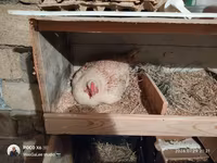 Chickens — photo 1