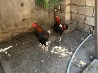 Chickens — foto 1