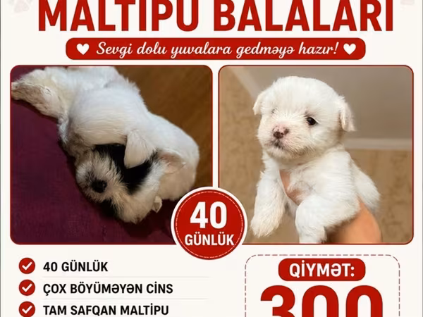 Satılır: Tam safqan Maltipu balaları Xüsusiyyətlər: - 40 günlük - Çox