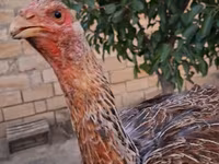 Guinea fowl — foto 2