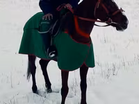 Caballo, Kyrgyz Horse — foto 3