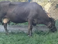 İnək, Swiss cattle — foto 5