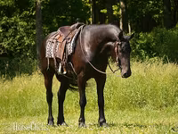 At, Friesian — foto 4