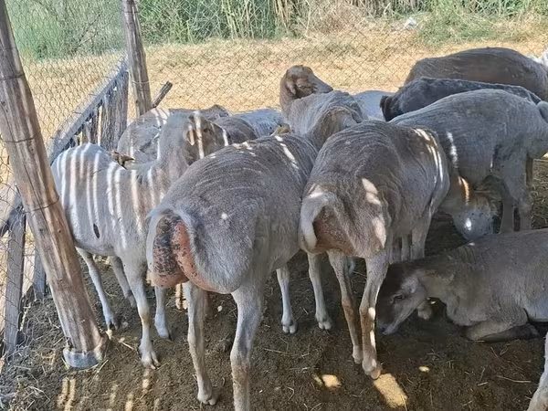 Sheep, Sheep