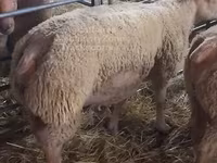 كبش, Charollais sheep — الصورة 1