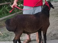 Ram, Sheep — photo 2