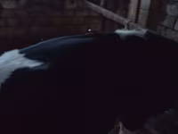 Buğa, Russian Black pied cattle — foto 3
