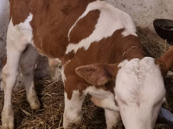 Býk, Simmental cattle