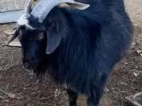 Ziegenbock, Alpine goat — Foto 4