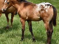 Madyan, Appaloosa — foto 1