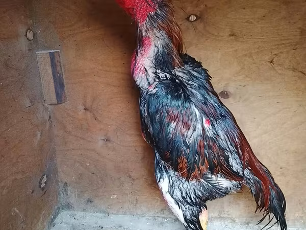 Chickens — Azerbaijan