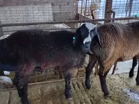 Carneiro, Blackheaded Persian sheep — foto 4
