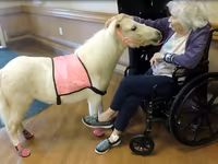 Stute, Miniature horse — Foto 4