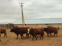 Bull, Kalmyk breed — photo 1